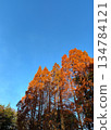 雪松樹的秋葉_04 134784121