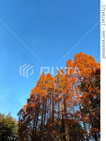 雪松樹的秋葉_04 134784121