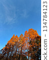 雪松樹的秋葉_02 134784123