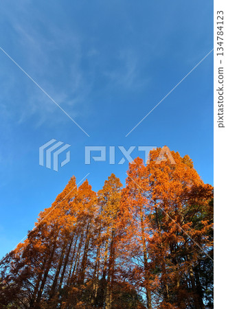 雪松樹的秋葉_02 雪松樹的秋葉_02 134784123