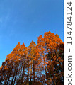 秋季雪松樹_01 134784124