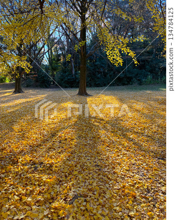 公園裡的秋葉_02 134784125