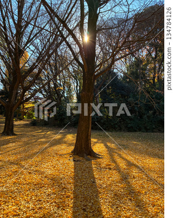 公園裡的秋葉_01 134784126