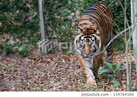 Walking tiger Sumatran tiger 134784160