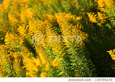 Golden rod - also suitable for land and real estate Golden rod - also suitable for land and real estate 134784250