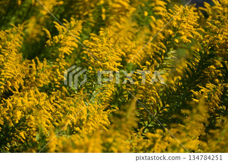 金桿 - 也適用於土地和房地產 134784251