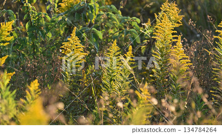 Golden rod - also suitable for land and real estate 134784264