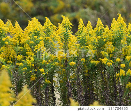 金桿 - 也適用於土地和房地產 134784265