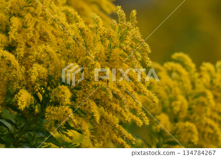 金桿 - 也適用於土地和房地產 134784267