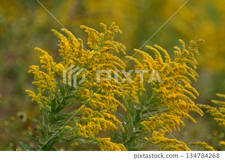 金桿 - 也適用於土地和房地產 134784268