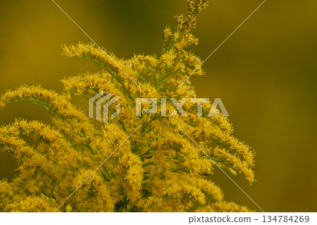 金桿 - 也適用於土地和房地產 134784269