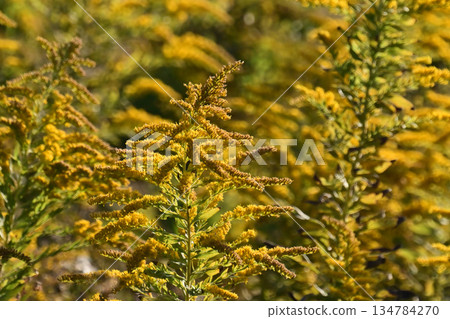 金桿 - 也適用於土地和房地產 134784270