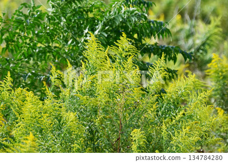 金桿 - 也適用於土地和房地產 134784280