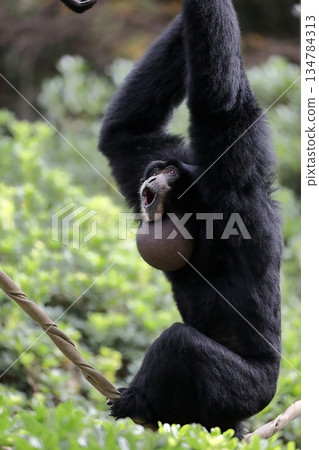 A siamang sitting on a rope and looking up while singing A siamang sitting on a rope and looking up while singing 134784313