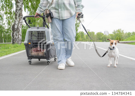 Owner walks Jack Russell Terrier and carries cage for safe travel. Owner walks Jack Russell Terrier and carries cage for safe travel. 134784341