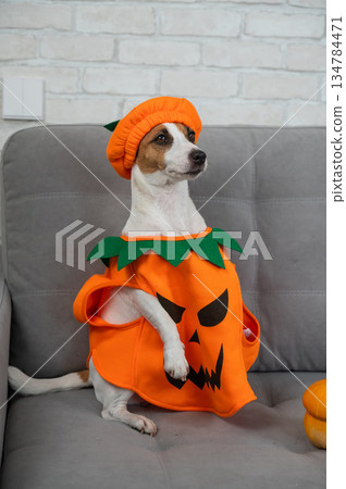 Jack Russell Terrier dog in pumpkin costume next to jack o lantern on sofa. Jack Russell Terrier dog in pumpkin costume next to jack o lantern on sofa. 134784471