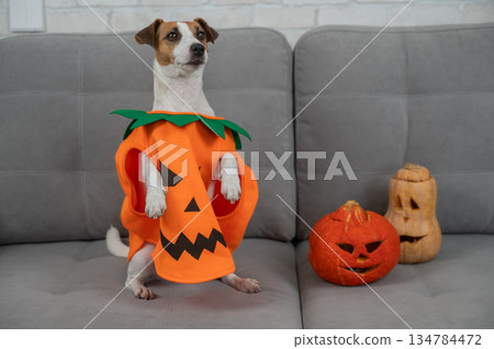 Jack Russell Terrier dog in pumpkin costume next to jack o lantern on sofa.  134784472