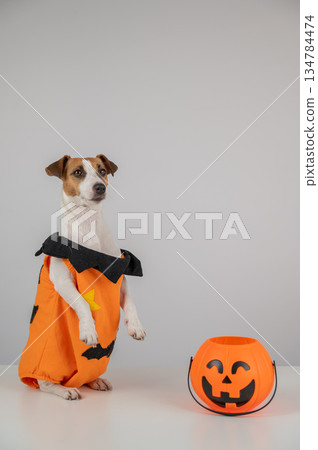 Jack Russell Terrier dog dressed as pumpkin next to candy basket on Halloween.  134784474