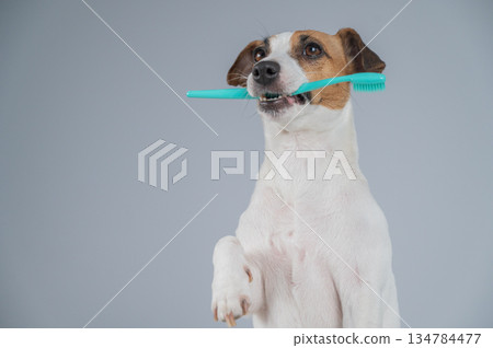Jack Russell Terrier Dog Holding a Toothbrush in His Mouth. Jack Russell Terrier Dog Holding a Toothbrush in His Mouth. 134784477