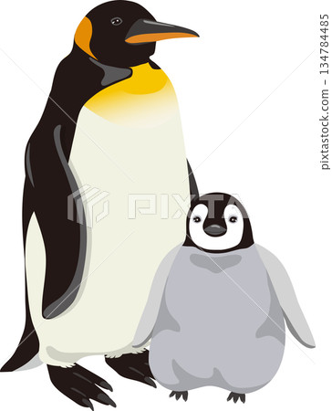 Cute Emperor Penguin and Chick 134784485