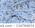 Snow on a tree branch Snow on a tree branch 134784654