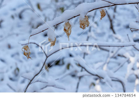 Snow on a tree branch 134784654