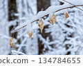 Snow on a tree branch Snow on a tree branch 134784655