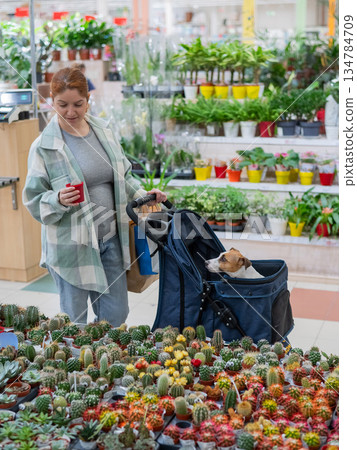 A woman shops at a grocery store with her Jack Russell terrier dog in a stroller. A woman shops at a grocery store with her Jack Russell terrier dog in a stroller. 134784709
