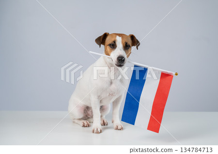 Jack Russell Terrier dog holding a Dutch flag on a white background.  134784713