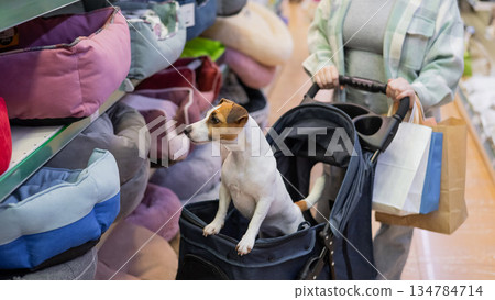 A woman is shopping at a pet store with her Jack Russell Terrier dog in a stroller. A woman is shopping at a pet store with her Jack Russell Terrier dog in a stroller. 134784714