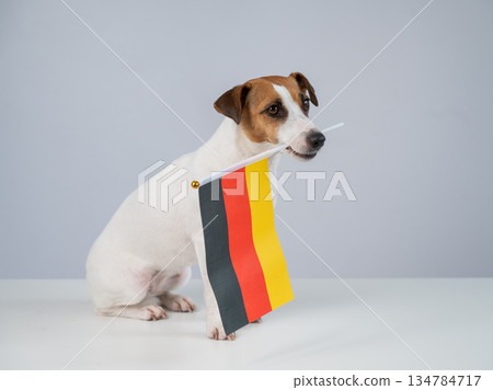 Jack Russell Terrier dog holding a german flag on a white background.  134784717