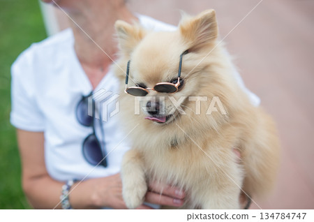 Cute Pomeranian wearing sunglasses on a walk. 134784747