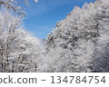 A view of blue skies and snow-covered trees A view of blue skies and snow-covered trees 134784754