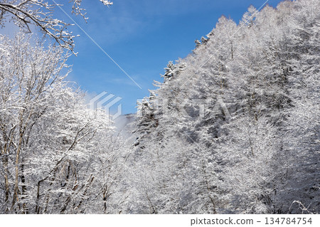 藍天白雲，白雪皚皚的樹木盡收眼底。 134784754