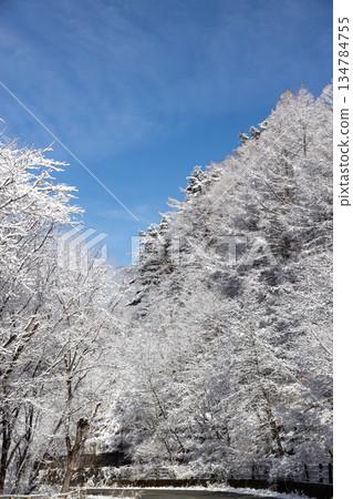 A view of blue skies and snow-covered trees 134784755