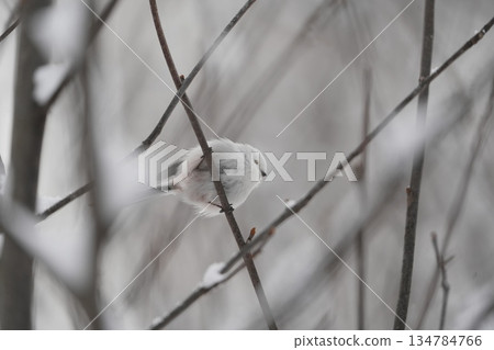 A long-tailed moth I met in the winter forest A long-tailed moth I met in the winter forest 134784766