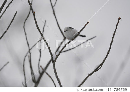 Shimaneenaga sticks to branches Shimaneenaga sticks to branches 134784769
