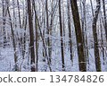 Snowy piled forest Snowy piled forest 134784826