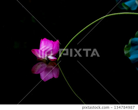 落入水中的蓮花 落入水中的蓮花 134784987