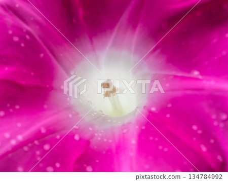 A fairy appears in the morning glory flower A fairy appears in the morning glory flower 134784992