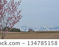 Spring snowy mountains and cherry blossoms in Biei 134785158