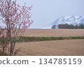 A single cherry blossom tree blooming in a spring field 134785159