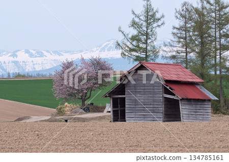 春雪和櫻花樹 134785161