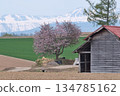 Mountains with remaining spring snow and cherry blossoms in full bloom 134785162