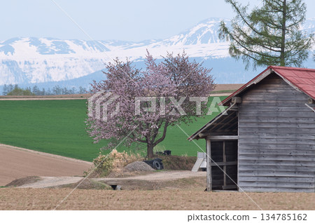 春雪殘存、櫻花盛開的山脈 134785162