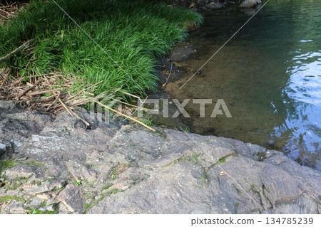 Median Tectonic Line thrust fault, Tobe Town, Ehime Prefecture 134785239