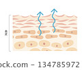 Evaporation of water 134785972