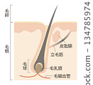 Hair and scalp 134785974