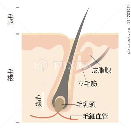 頭髮和頭皮 頭髮和頭皮 134785974