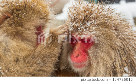 Snow Monkey (Jigokudani Monkey Park) Snow Monkey (Jigokudani Monkey Park) 134786013